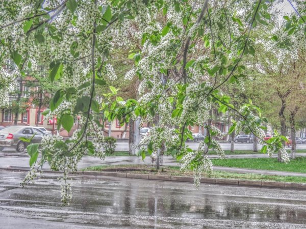 черёмуха душистая дерево