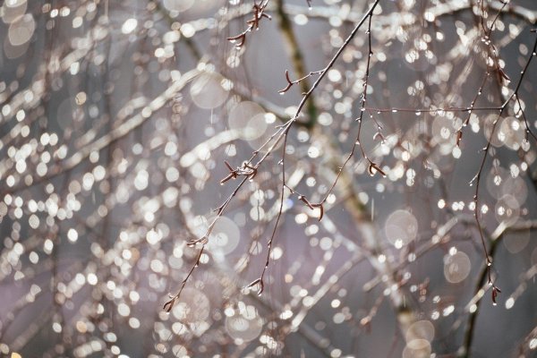 капель весенняя