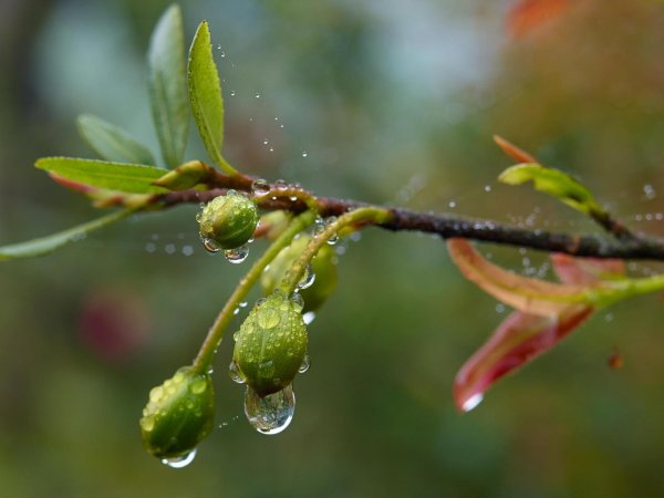 перлы дождевые