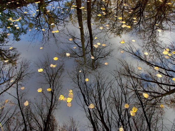 отражение в луже