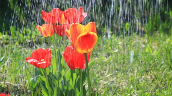 цветок тюльпан