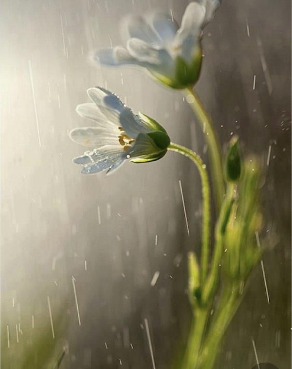 цветы дождя