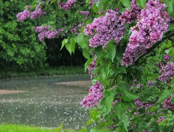 майская сирень