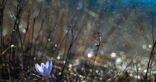 первоцветы подснежники