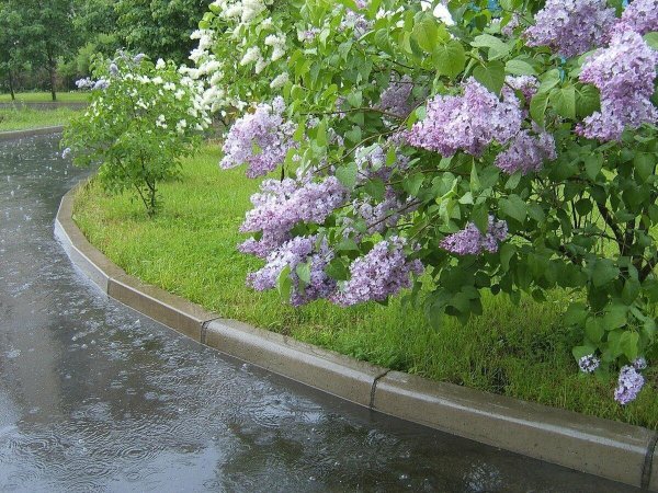 сирень борисовские пруды