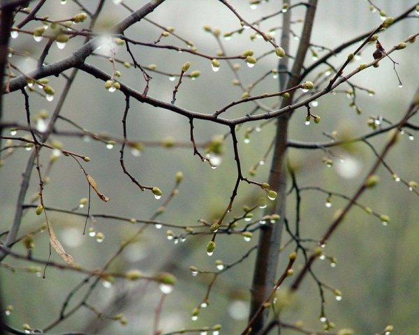 апрельские дожди