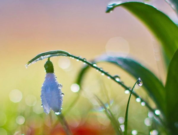 подснежники капельки