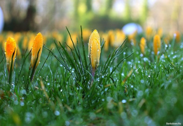 пробуждение природы