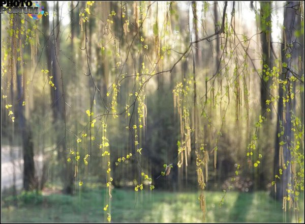 плакучая береза