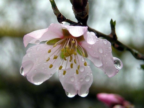 цветение абрикоса