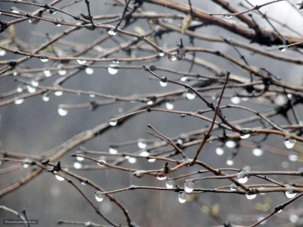 капель весенняя