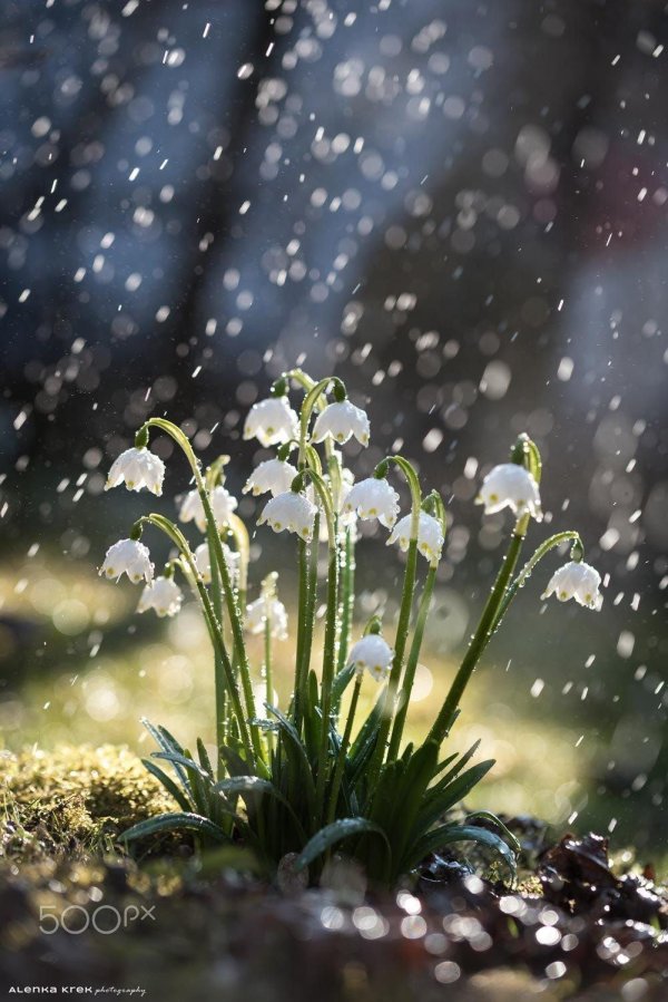 подснежники ландыши примулы