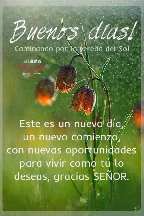 цветы дождя