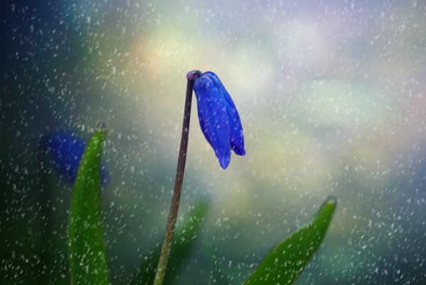 подснежник голубой