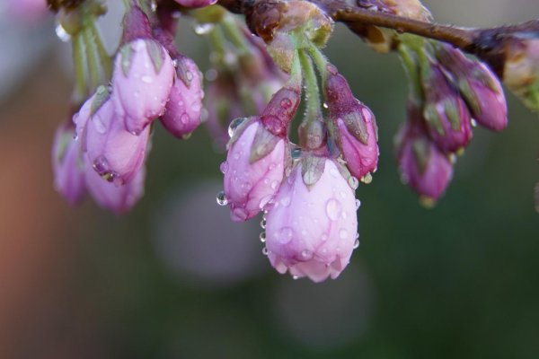 капелька на цветке