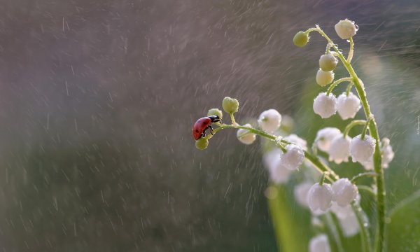 ландыши майские