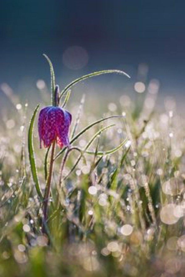 fritillaria meleagris