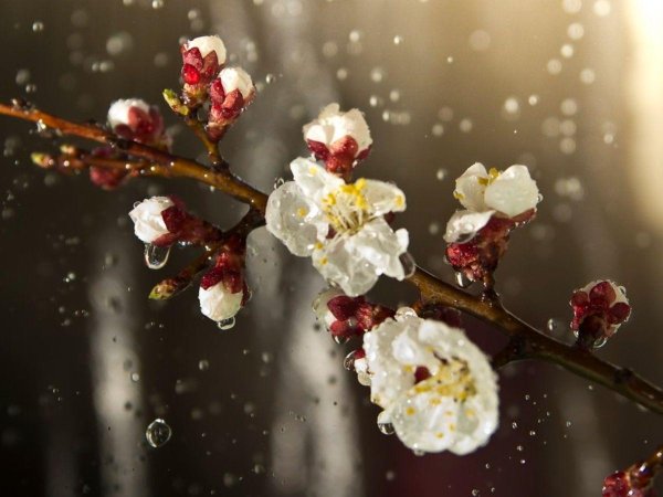 весенняя ветка