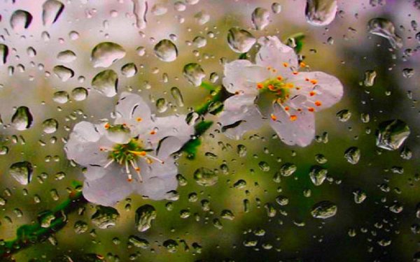 цветок в росе