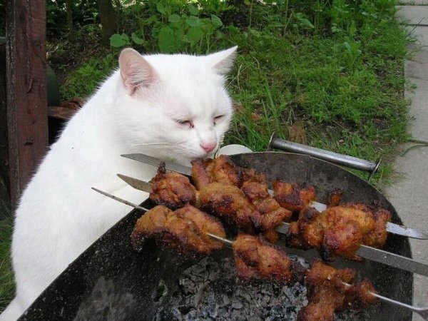 кот шашлык