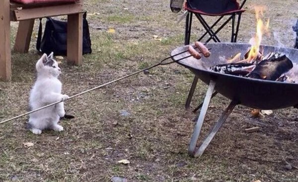 шашлыки мем