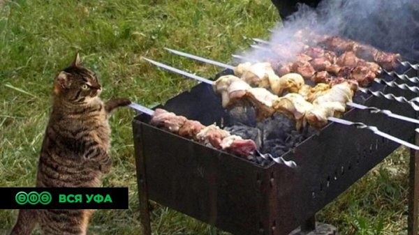 шашлыки прикол