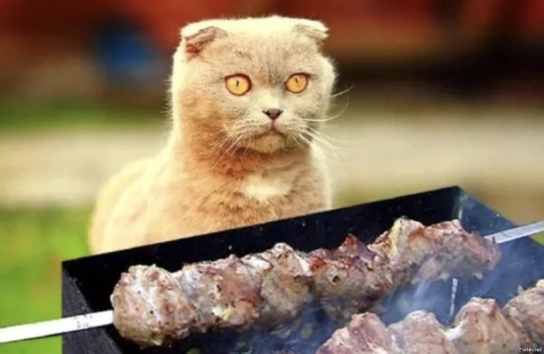 кот шашлык