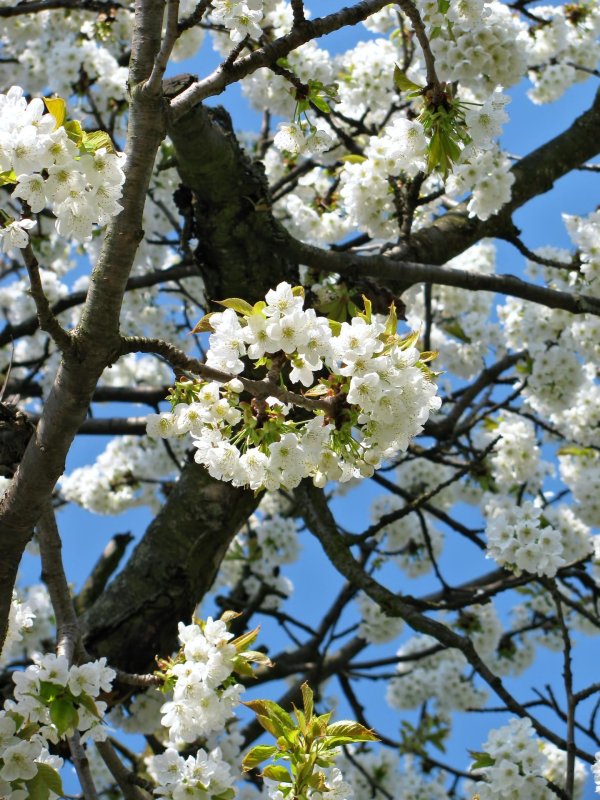 цветущие деревья весной