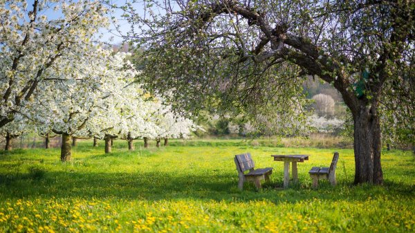 яблоневые сады