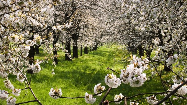 Поздняя весна