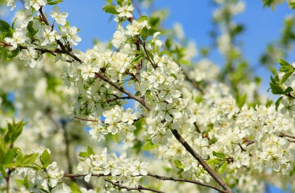 цветет яблоня