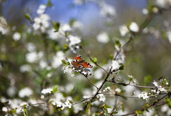 весенние бабочки