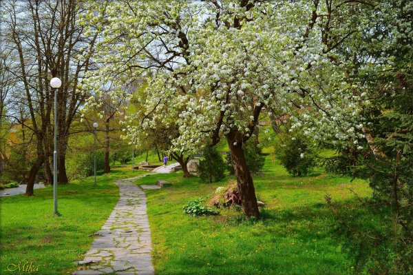 яблоневый сад коломенское