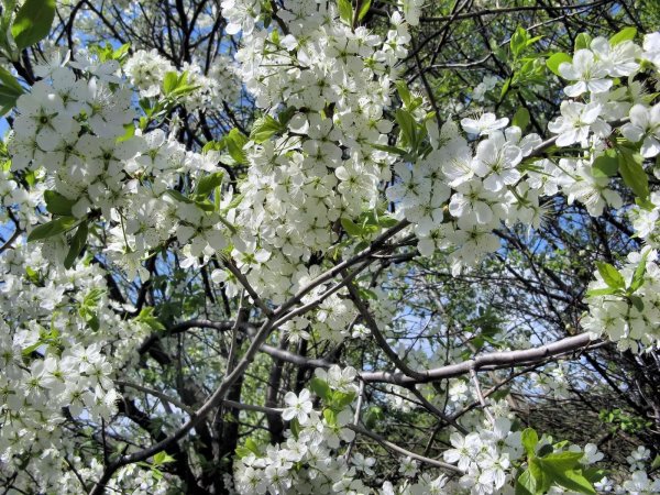 цветет вишня