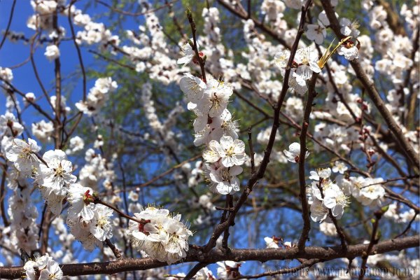 поздняя весна