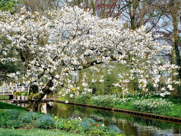 кёкенхоф нидерланды