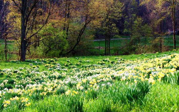 нарциссовые луга уэльс