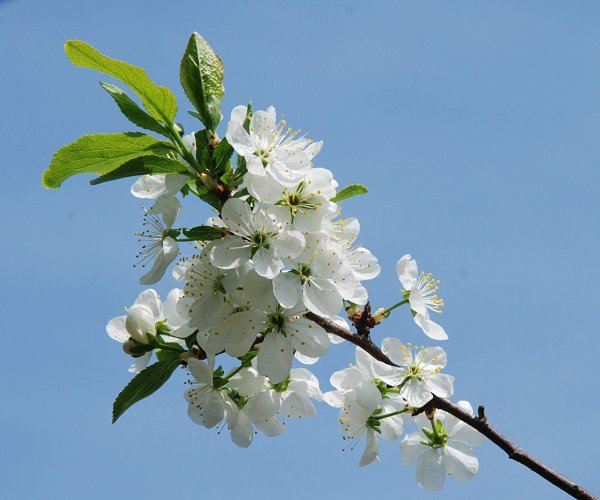 цветет яблоня