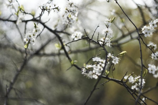 природа ранней весной