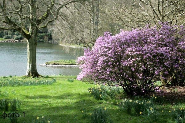 рододендрон praecox