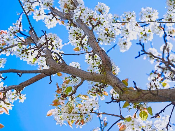 Поздняя весна