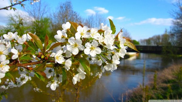 цветет вишня