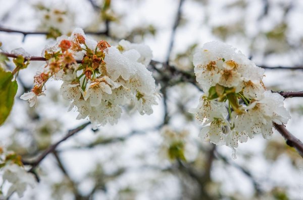 весенние заморозки