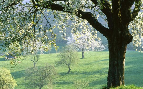 яблоня весной