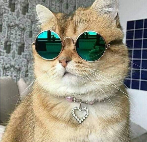 кот очках
