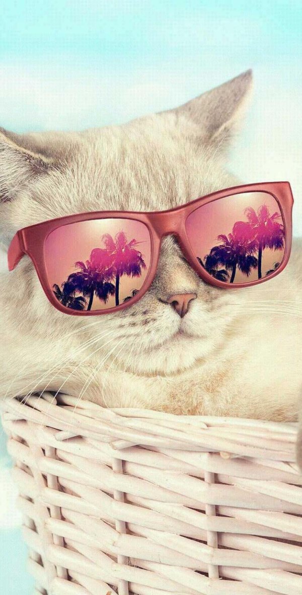 котик в очках