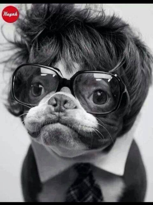 собака с очками