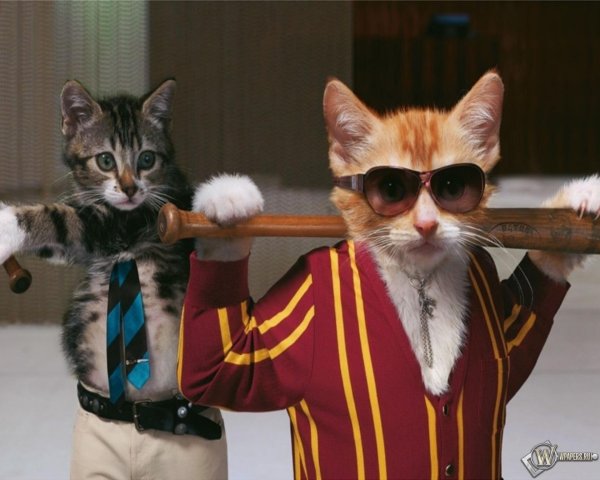 кот гангстер