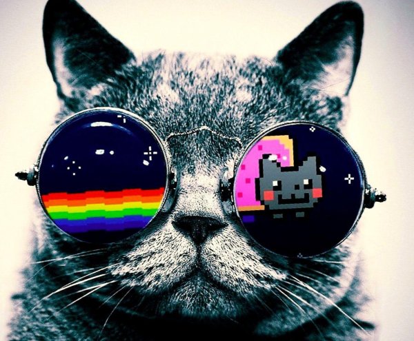 крутые коты