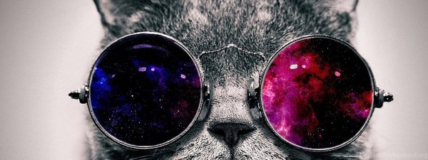крутые коты в очках